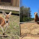 This Small Tennessee Zoo Brings Visitors Face-to-Face With Rescued Animals