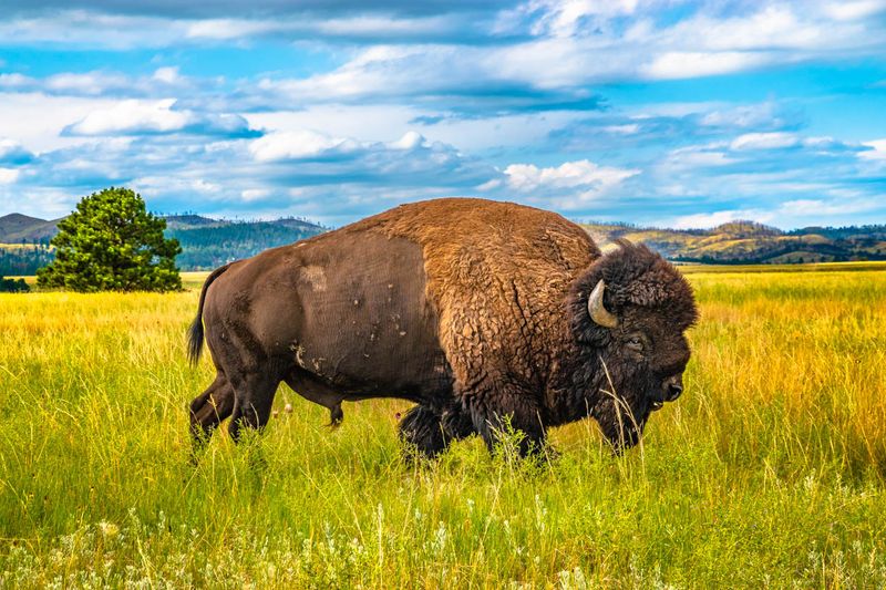 This South Dakota Park Combines Prairie Wildlife With A Free Entrance This South Dakota Park Combines Prairie Wildlife With A Free Entrance