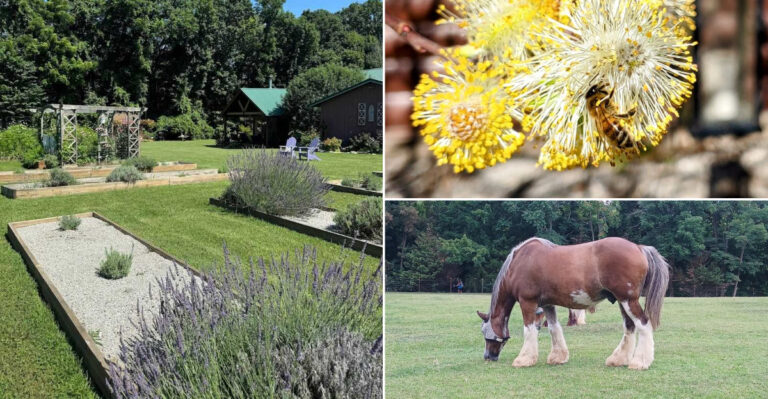 This Tennessee Farm Blends Lavender, Bees, Horses And Old-Fashioned Charm