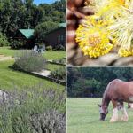 This Tennessee Farm Blends Lavender, Bees, Horses And Old-Fashioned Charm