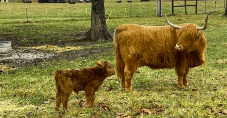 This Tennessee Farm Lets You Feed, Brush, And Photograph Highland Cows