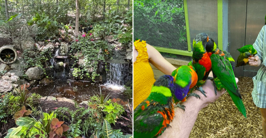 This Tennessee Garden Lets Visitors Feed Lorikeets Right From Their Hands