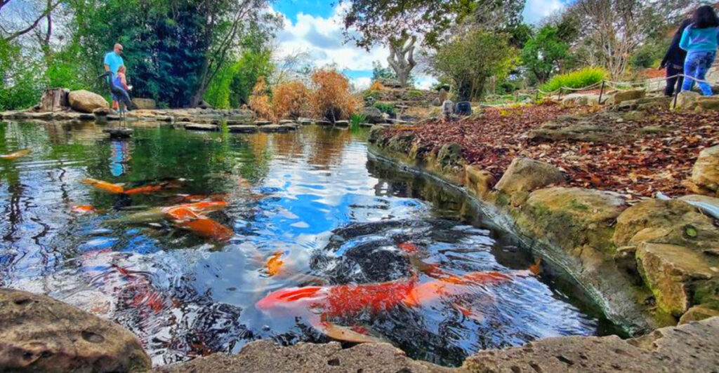 This Texas Garden Is Famous for a Peaceful Japanese Oasis Hidden in Austin