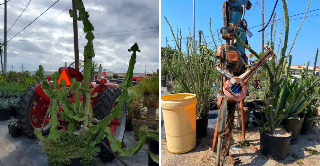 This Texas Plant Nursery Has Acres Of Rare Cacti, Succulents, And Desert Plants