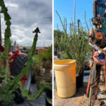 This Texas Plant Nursery Has Acres Of Rare Cacti, Succulents, And Desert Plants