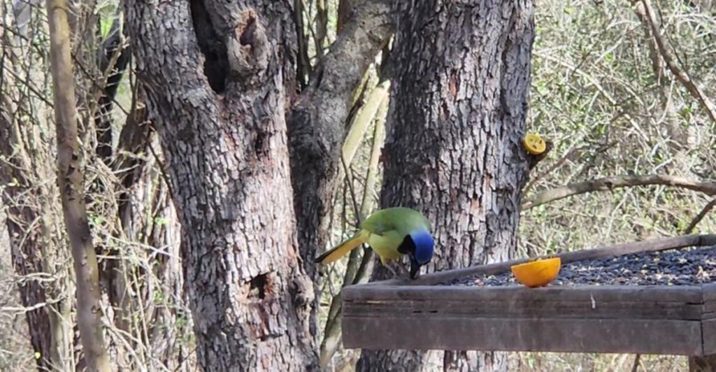 This Texas Refuge Is One of America’s Best Places to Watch Rare Birds