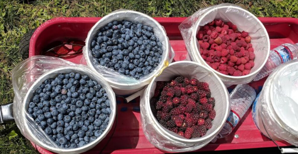 This U-Pick Berry Farm in Oregon Lets You Snack as You Harvest