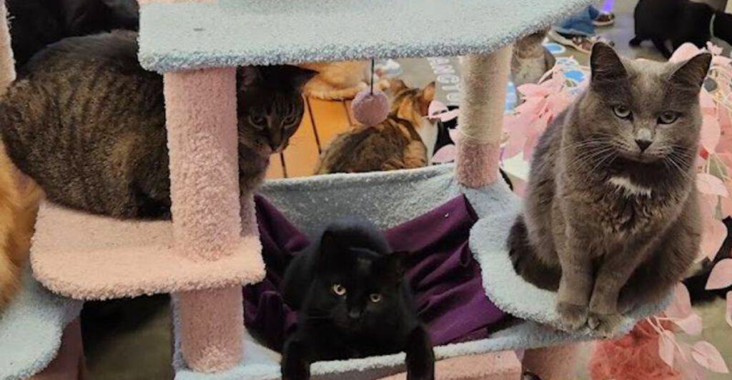 This Viral Minnesota Cat Sanctuary Gives Stray Cats A Second Chance And Millions Are Watching