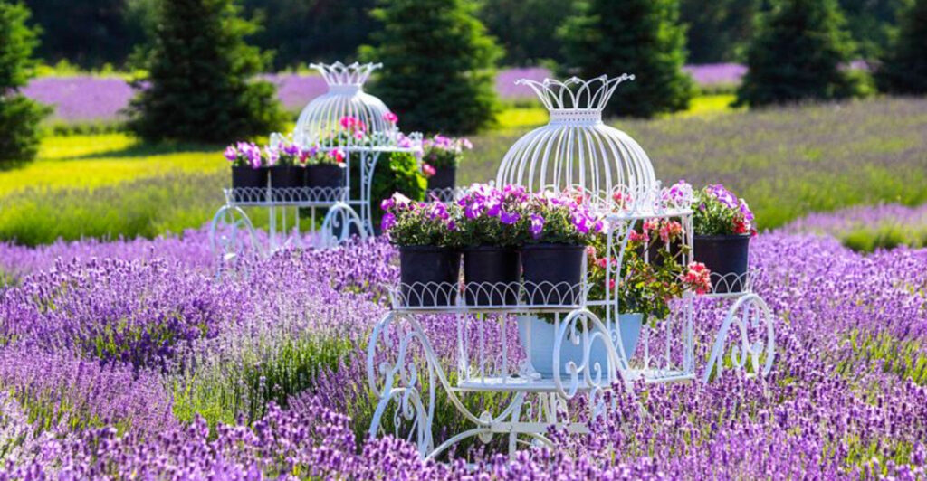 This Washington Island Farm Becomes a Fragrant Lavender Wonderland Every Summer