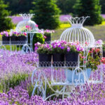 This Washington Island Farm Becomes a Fragrant Lavender Wonderland Every Summer