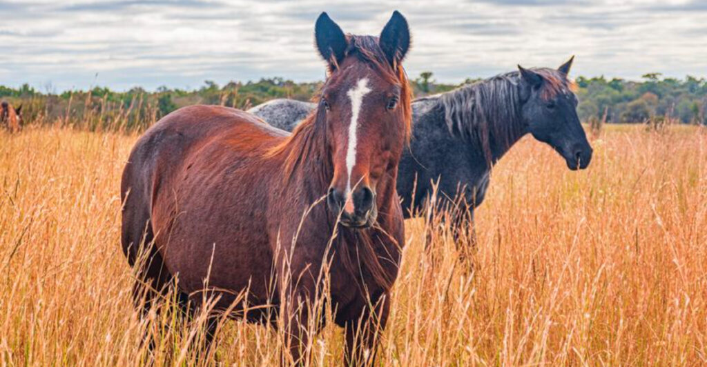 This Wild Horse Refuge in Oklahoma Is One of the State’s Most Inspiring Places