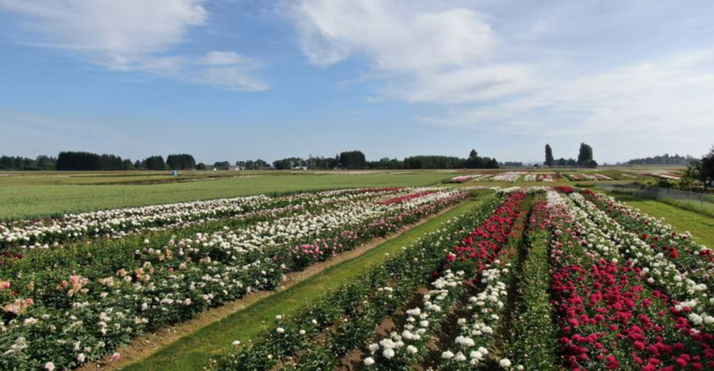 This World-Famous Oregon Peony Garden Showcases More Than 500 Stunning Varieties
