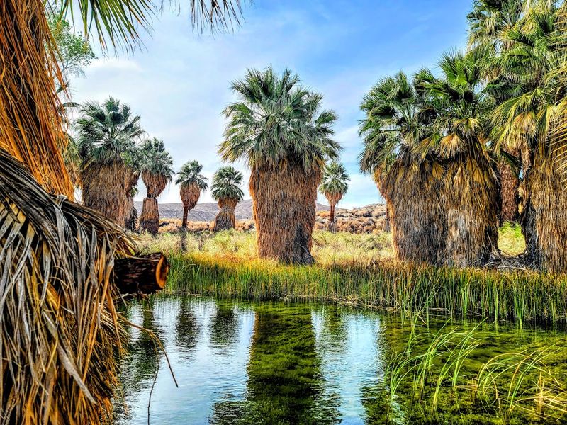 Thousand Palms Oasis Preserve, California, United States Thousand Palms Oasis Preserve, California, United States