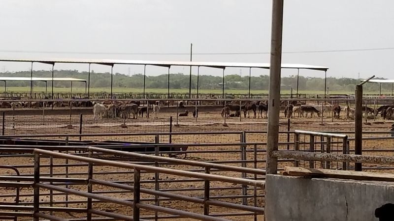 Thousands Of Long-Eared Residents