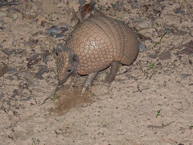 Three-Banded Armadillo Three-Banded Armadillo