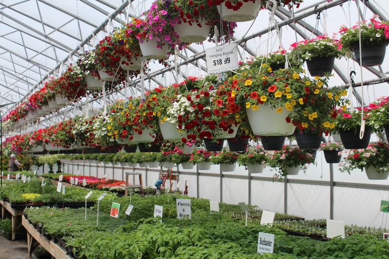 Three Greenhouses Full of Color That Will Stop You in Your Tracks Three Greenhouses Full of Color That Will Stop You in Your Tracks