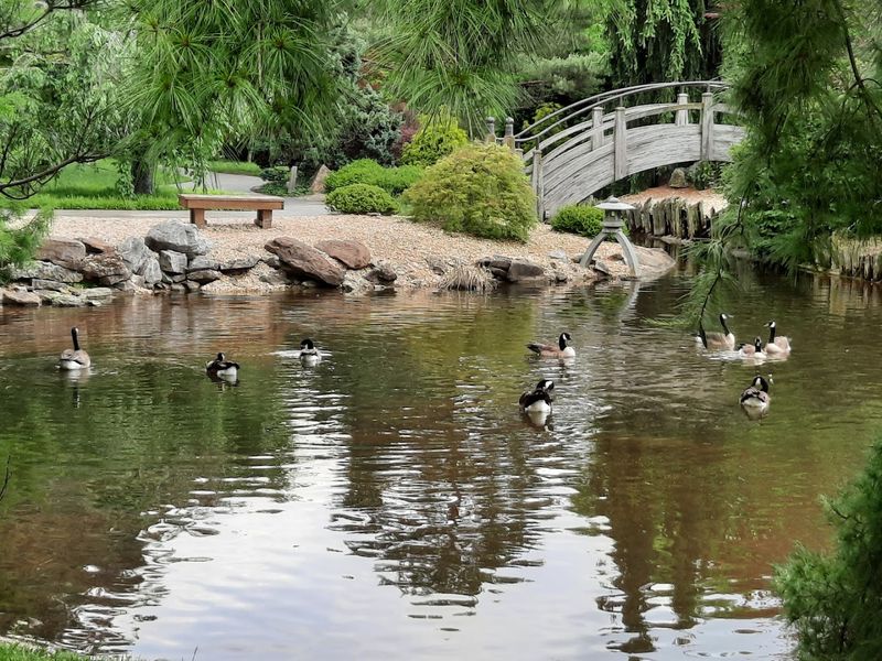 Three Koi Lakes That Steal the Show Three Koi Lakes That Steal the Show