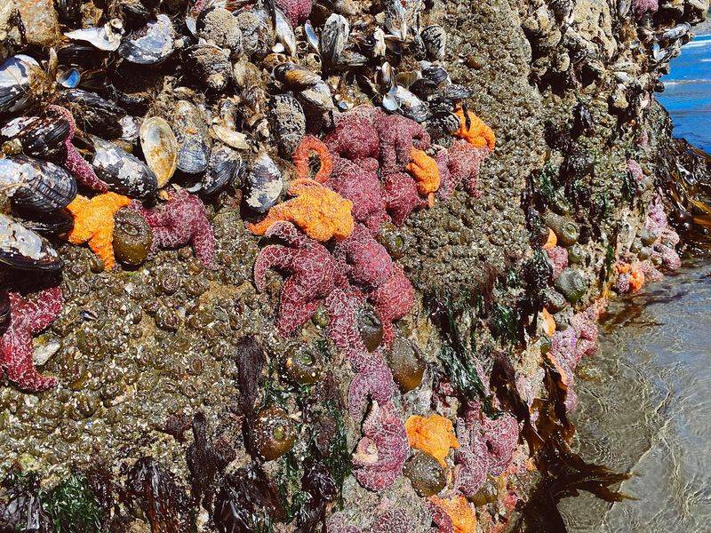Tide Pooling at Its Pacific Northwest Finest Tide Pooling at Its Pacific Northwest Finest