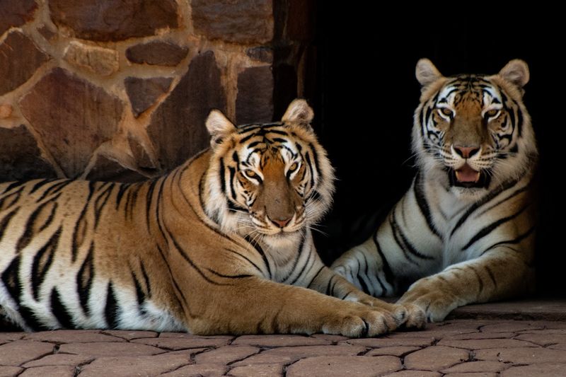 Tiger Creek Animal Sanctuary, Tyler, Texas Tiger Creek Animal Sanctuary, Tyler, Texas