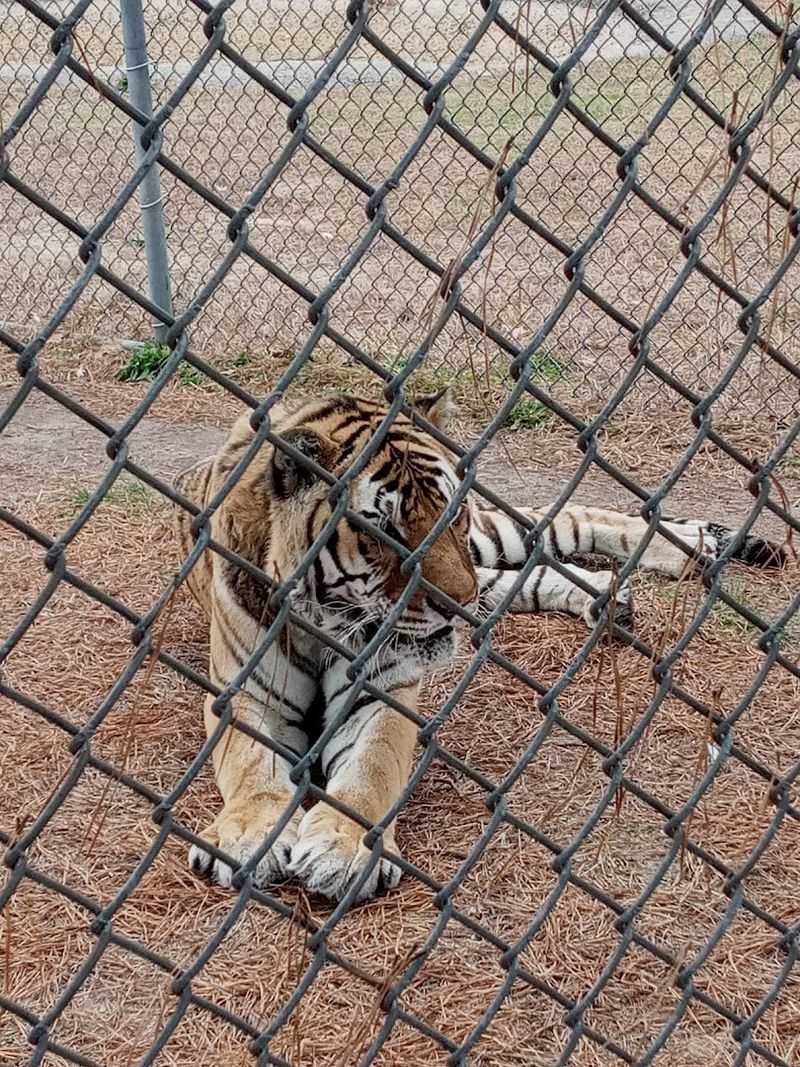Tigers, A Bear, Primates, And More Tigers, A Bear, Primates, And More