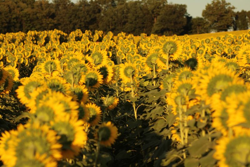 Timing Your Visit for Peak Bloom Perfection Timing Your Visit for Peak Bloom Perfection