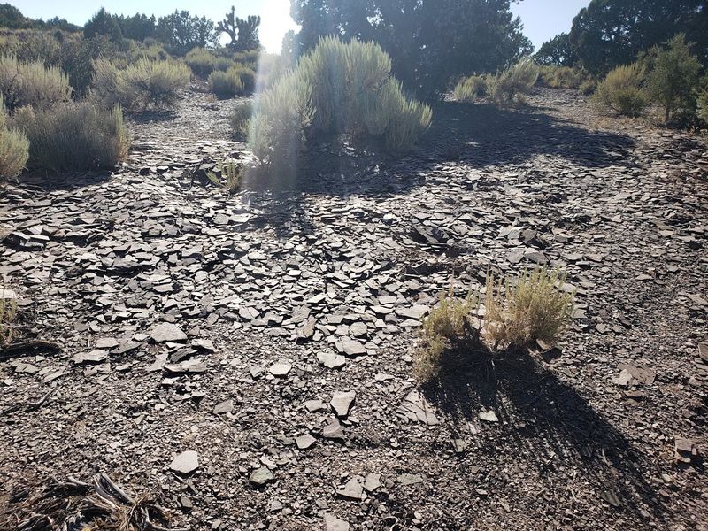 Tips for First-Time Fossil Hunters