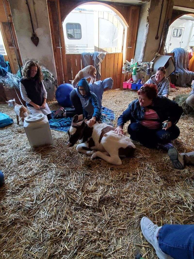 Tips for Making the Most of Your Visit to Rose Bridge Farm Tips for Making the Most of Your Visit to Rose Bridge Farm