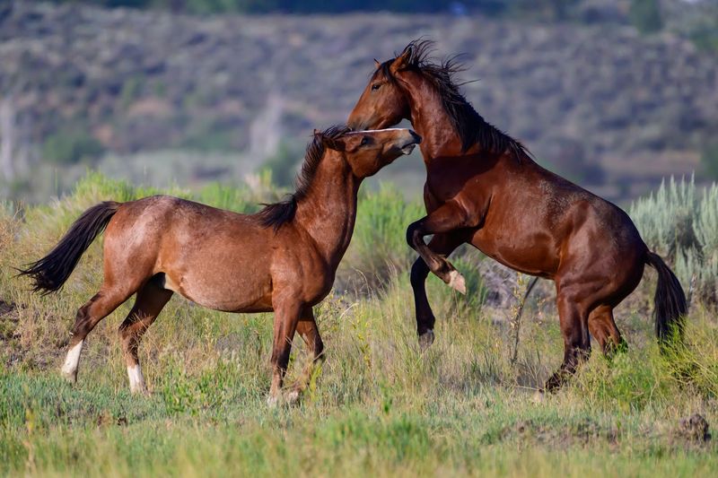 Tips for Spotting Wild Mustangs Up Close Tips for Spotting Wild Mustangs Up Close