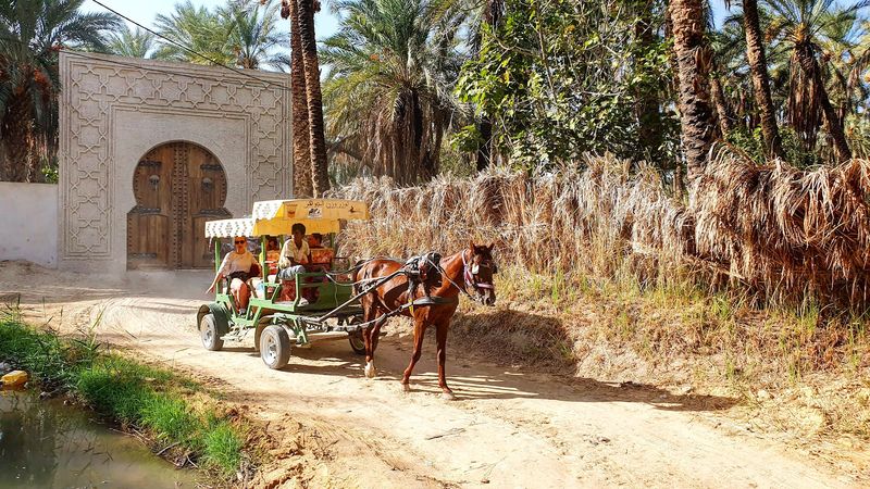 Tozeur Palm Grove, Tozeur, Tunisia Tozeur Palm Grove, Tozeur, Tunisia