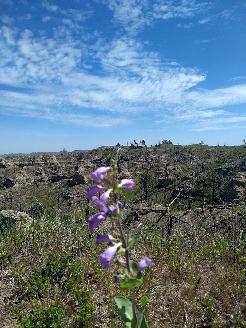 Trails That Go the Distance: Hiking the Pine Ridge System Trails That Go the Distance: Hiking the Pine Ridge System