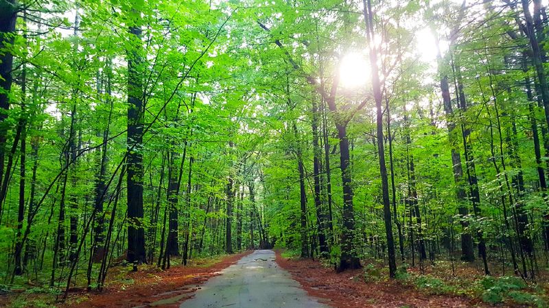 Tree-Lined Paths and the Canopy That Changes Everything Tree-Lined Paths and the Canopy That Changes Everything