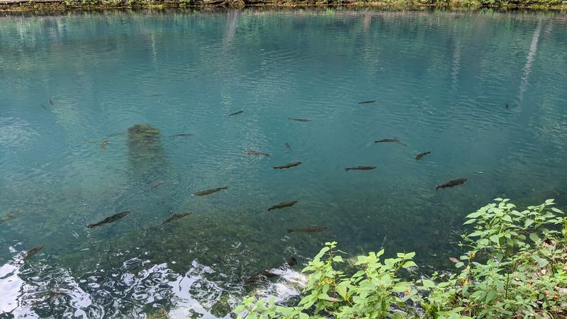 Trout Fishing So Good You Can See The Fish Before You Cast Trout Fishing So Good You Can See The Fish Before You Cast