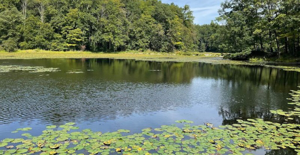 Tucked Inside A New Jersey Forest, This Eerie Lake Is Quietly Captivating