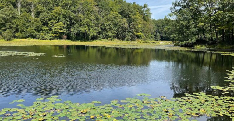 Tucked Inside A New Jersey Forest, This Eerie Lake Is Quietly Captivating