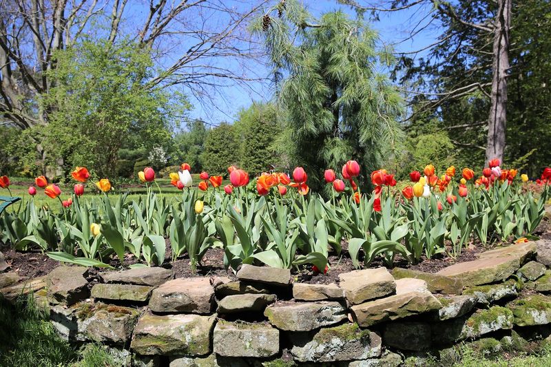 Tulip Season Turns the Garden Into a Painting