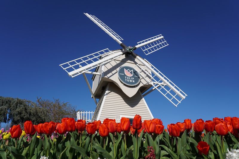 Tulip Town, Mount Vernon, Washington Tulip Town, Mount Vernon, Washington