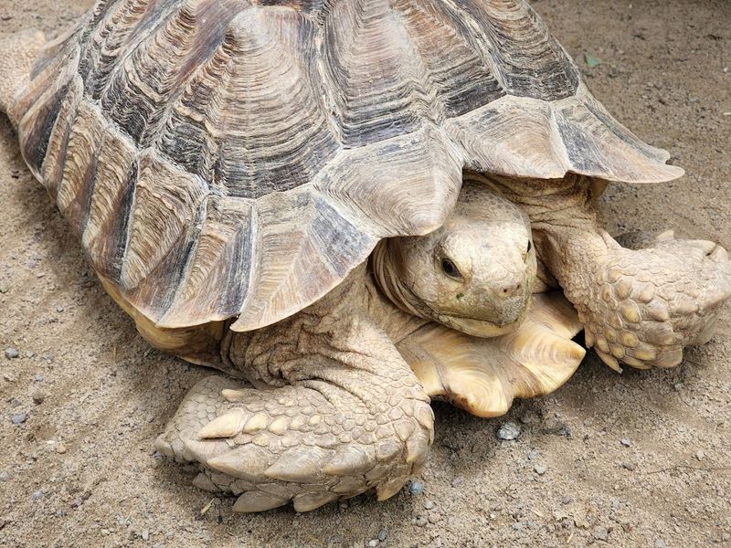 Turtle Town and the Giant Tortoise Encounter Turtle Town and the Giant Tortoise Encounter