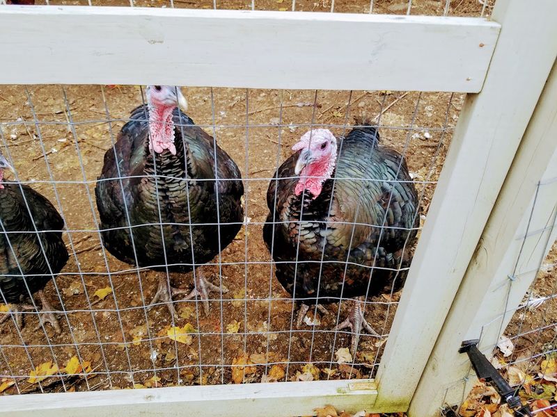 Two Brothers, a Farm, and a Very Big Idea Two Brothers, a Farm, and a Very Big Idea