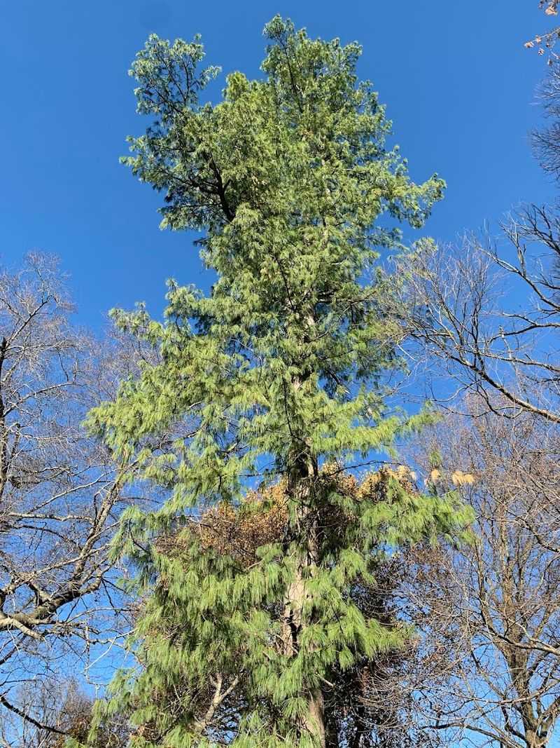 Two Trees That Hold a State Title Two Trees That Hold a State Title