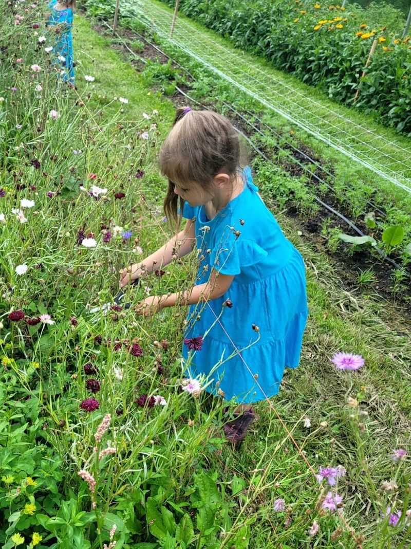 U-Pick Season: Wandering the Rows in Full Bloom
