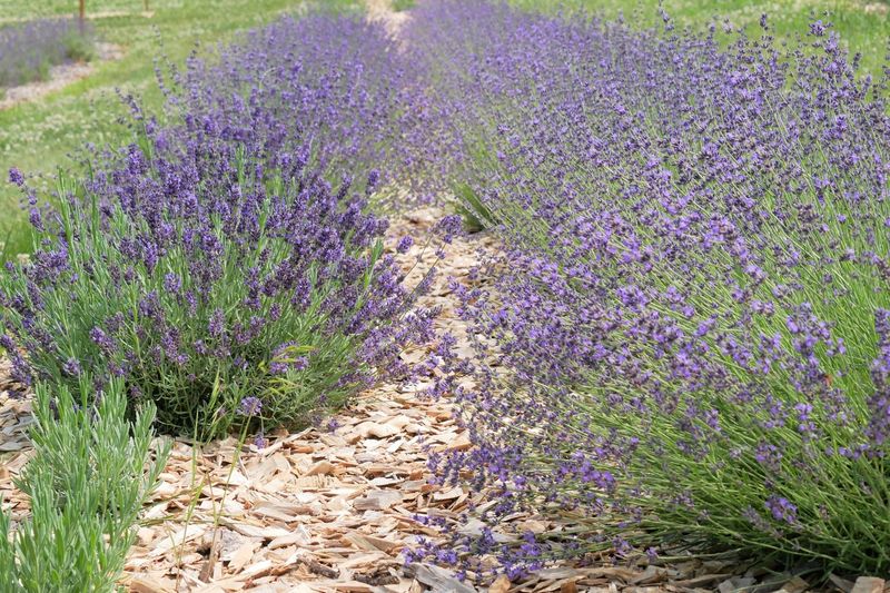 U-Pick and Wreath-Making: Getting Your Hands Beautifully Purple