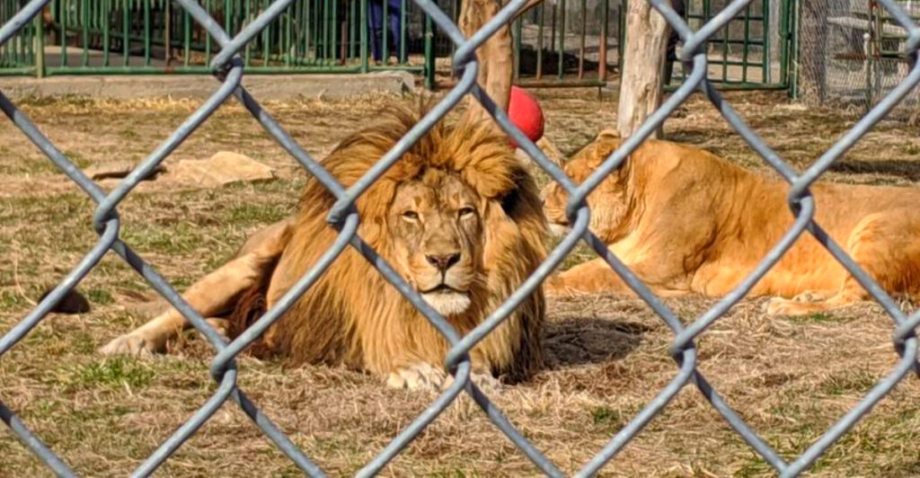 U.S. Sanctuaries Where Rescued Big Cats Finally Found Safety