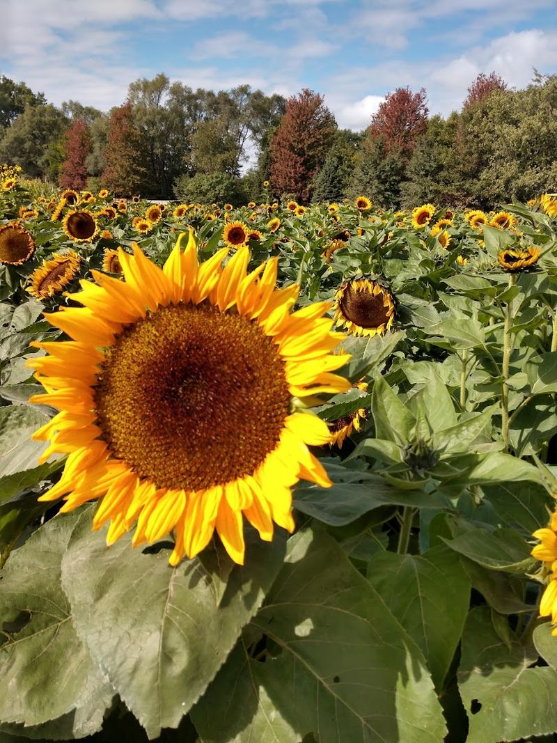 Vala's Pumpkin Patch & Apple Orchard, Gretna, Nebraska