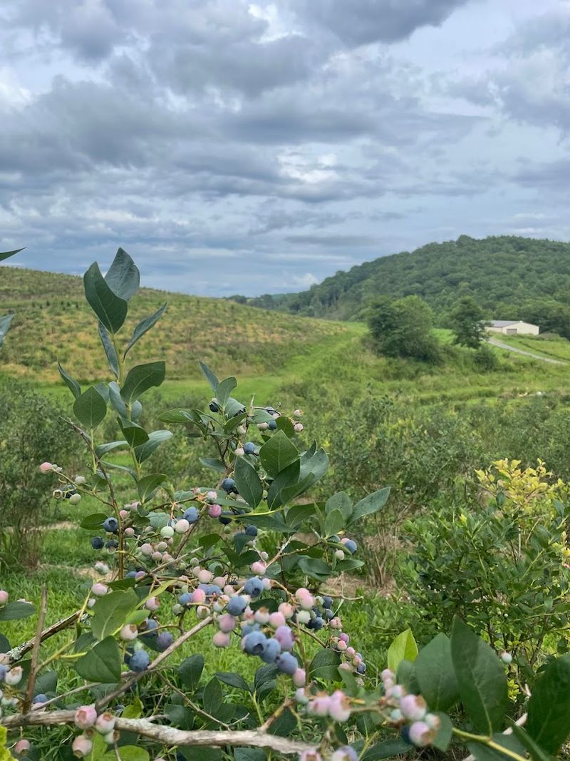 Vannoy Farm You Pick Blueberries - Crumpler, North Carolina Vannoy Farm You Pick Blueberries - Crumpler, North Carolina