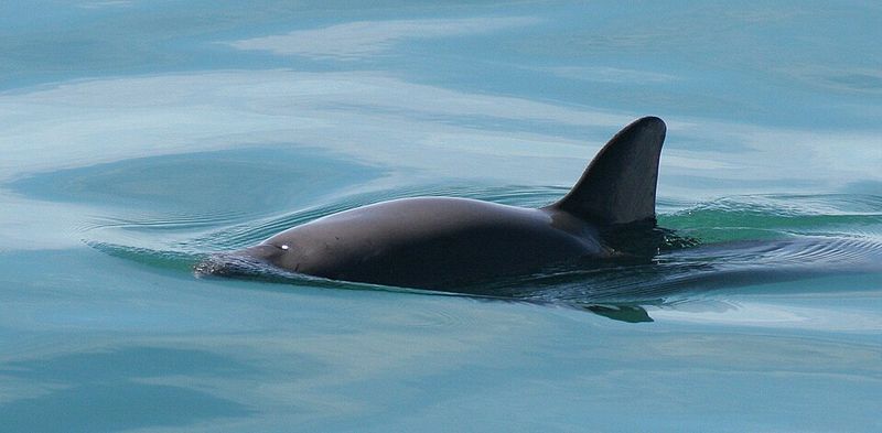 Vaquita (Phocoena sinus)