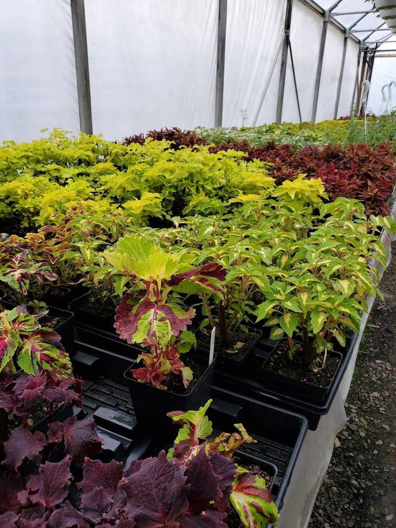 Vegetables and Herbs for the Home Garden Vegetables and Herbs for the Home Garden