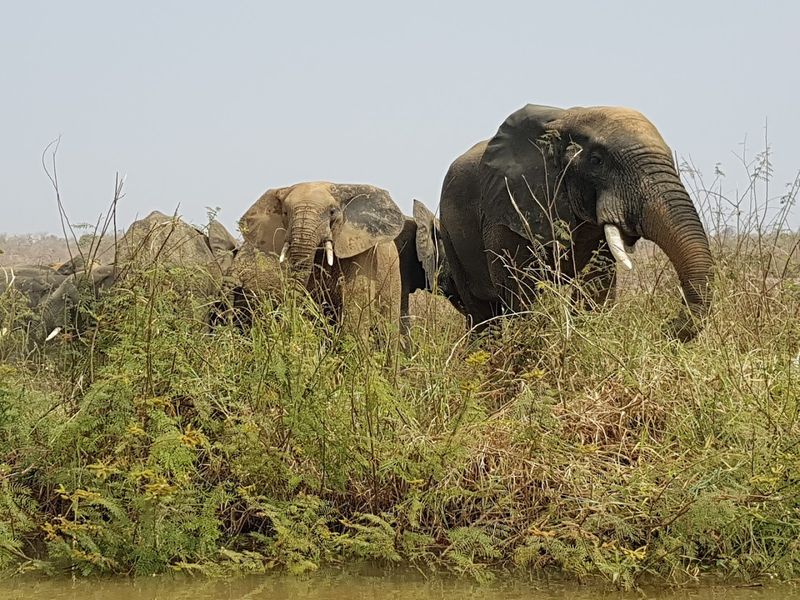 W National Park, Benin, Burkina Faso, and Niger