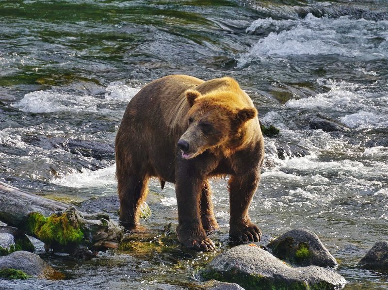 Watch Brown Bears At Brooks Camp In Katmai National Park, Alaska