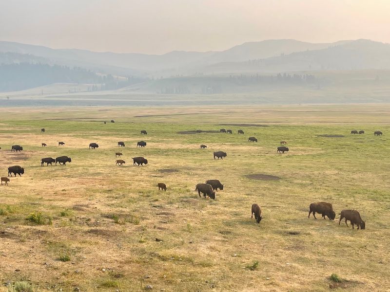 Watch Wolves And Bison In Lamar Valley At Yellowstone National Park, Wyoming