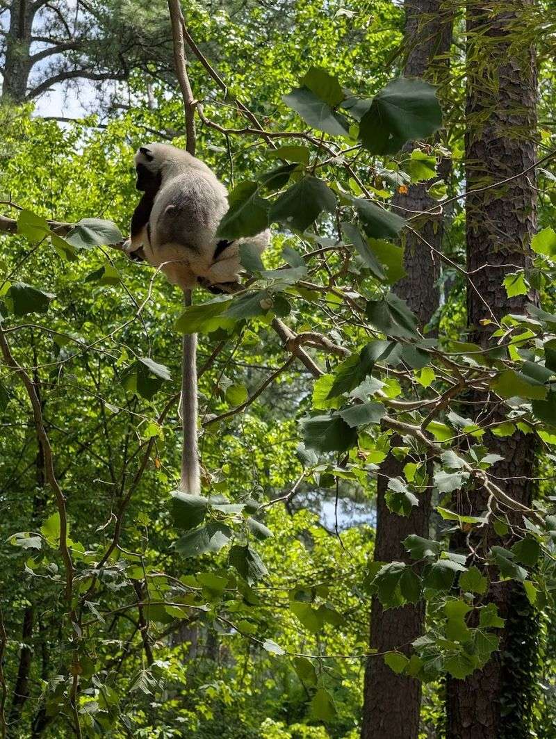 Watching Lemurs Live on Their Own Terms Watching Lemurs Live on Their Own Terms